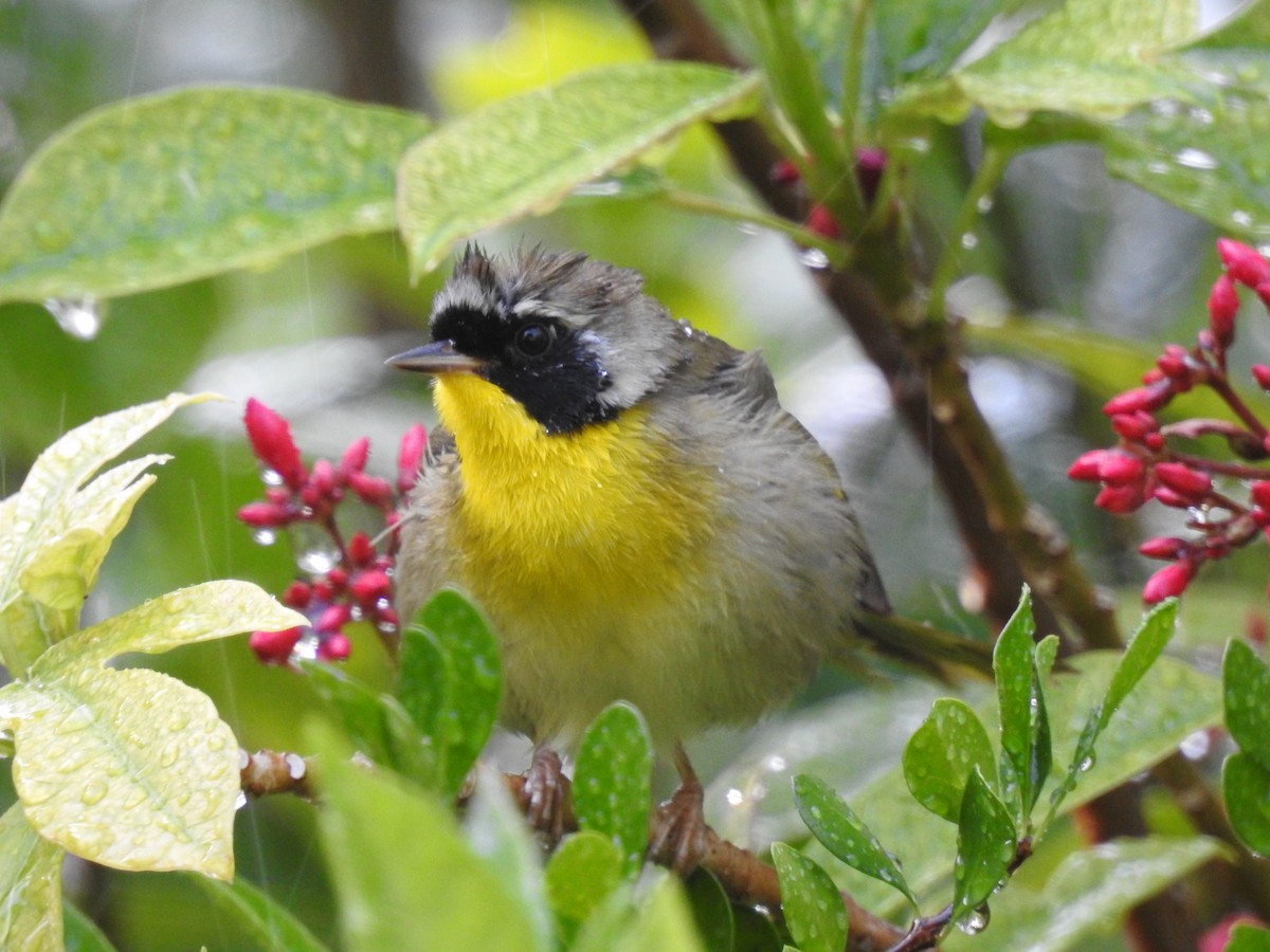 Common Yellowthroat - ML152175911