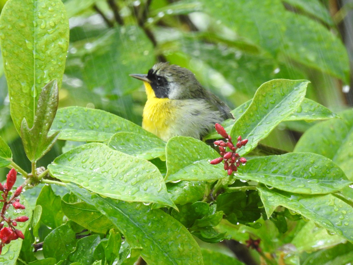 Common Yellowthroat - ML152175921