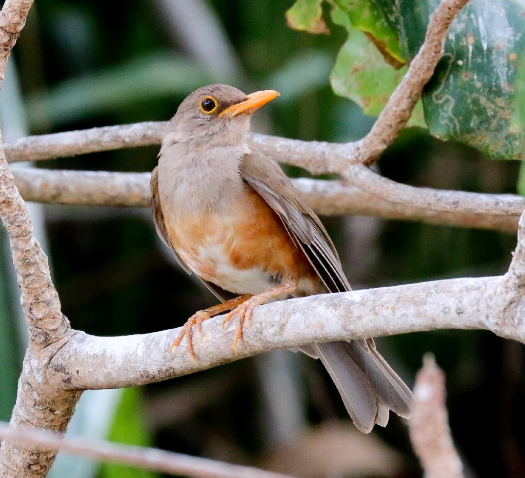 Zorzal Insular (erythropleurus) - ML152176201