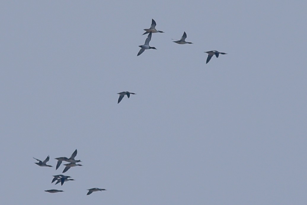 Common Merganser - ML152176821