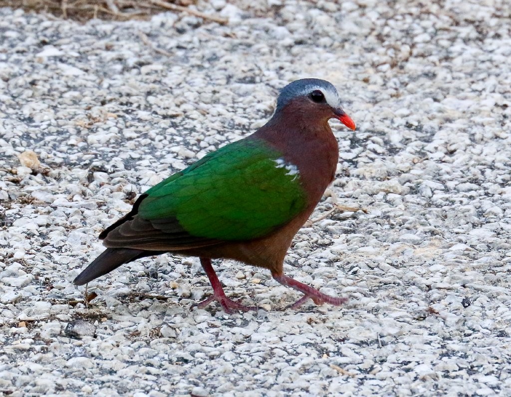 Asian Emerald Dove - ML152177051