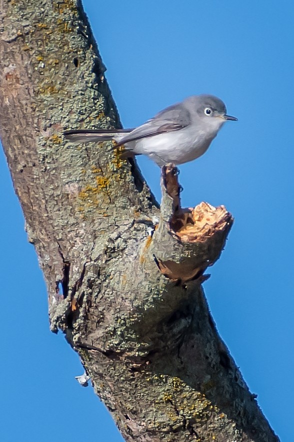 Gobemoucheron gris-bleu - ML152177531