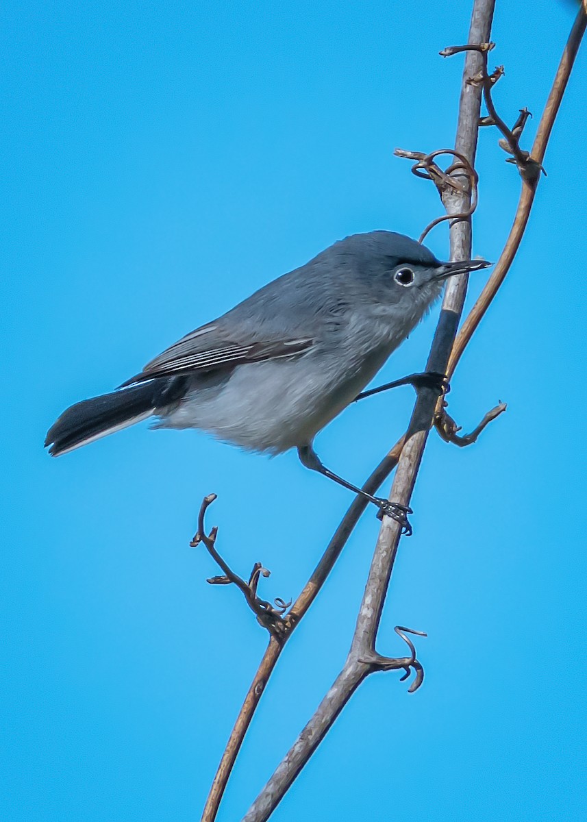 Gobemoucheron gris-bleu - ML152177591