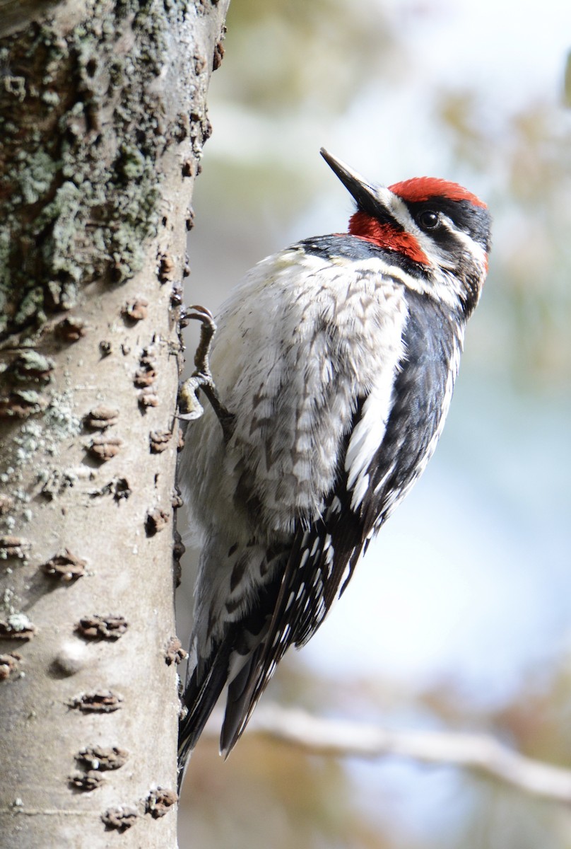 Red-naped Sapsucker - Bridget Spencer