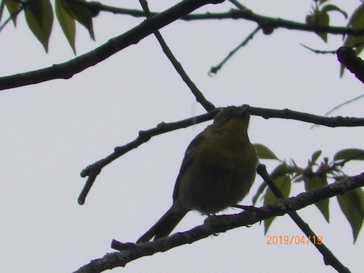 Pine Warbler - ML152178241