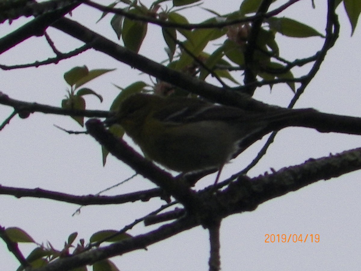 Pine Warbler - ML152178281