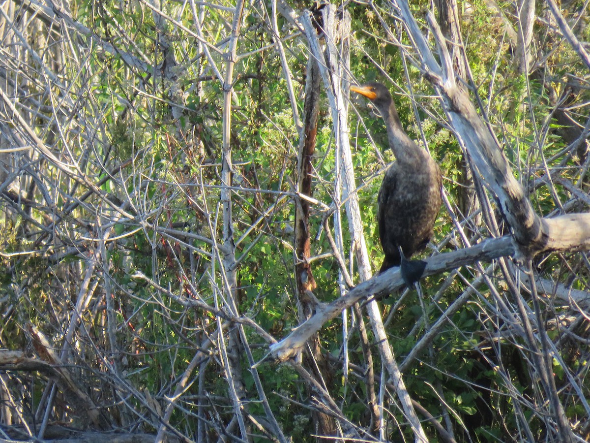 Double-crested Cormorant - Kevin Christman