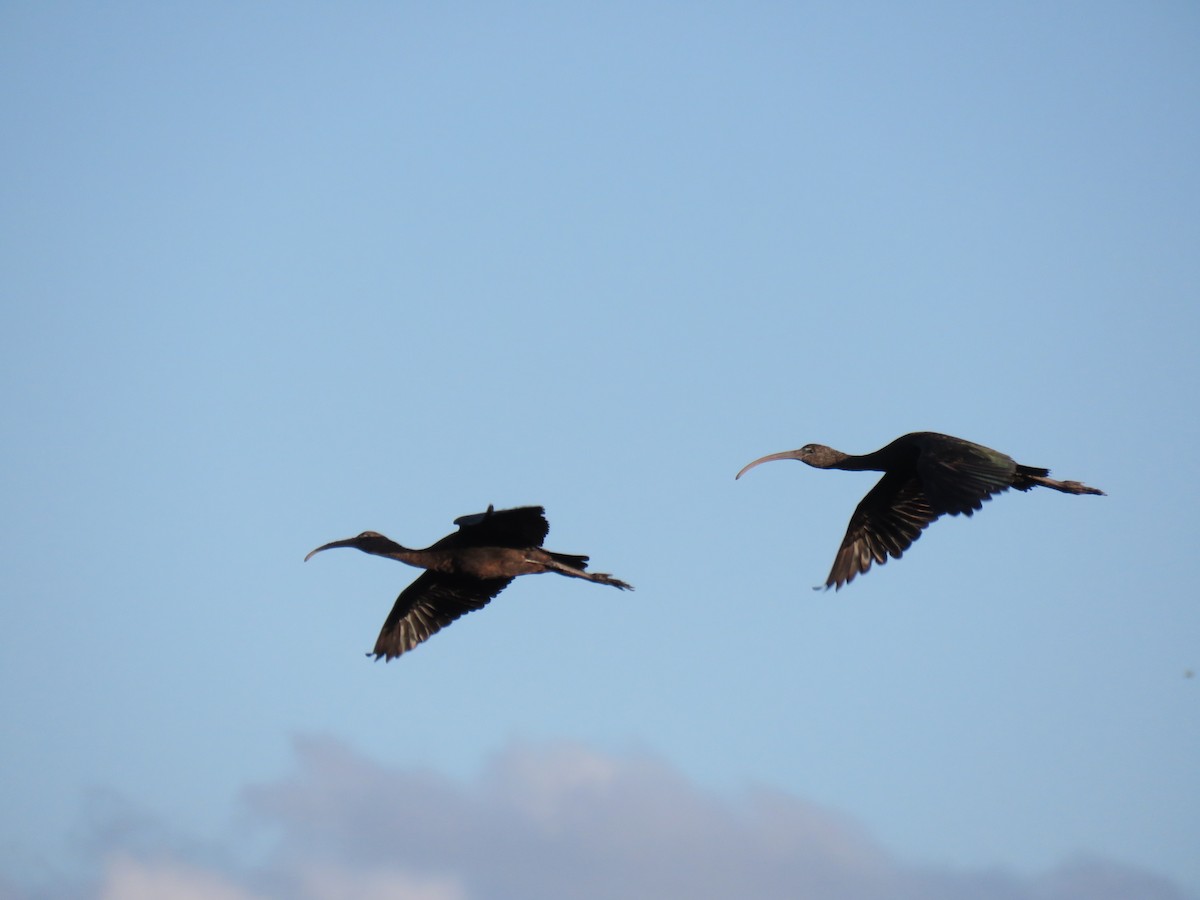 ibis hnědý - ML152178971