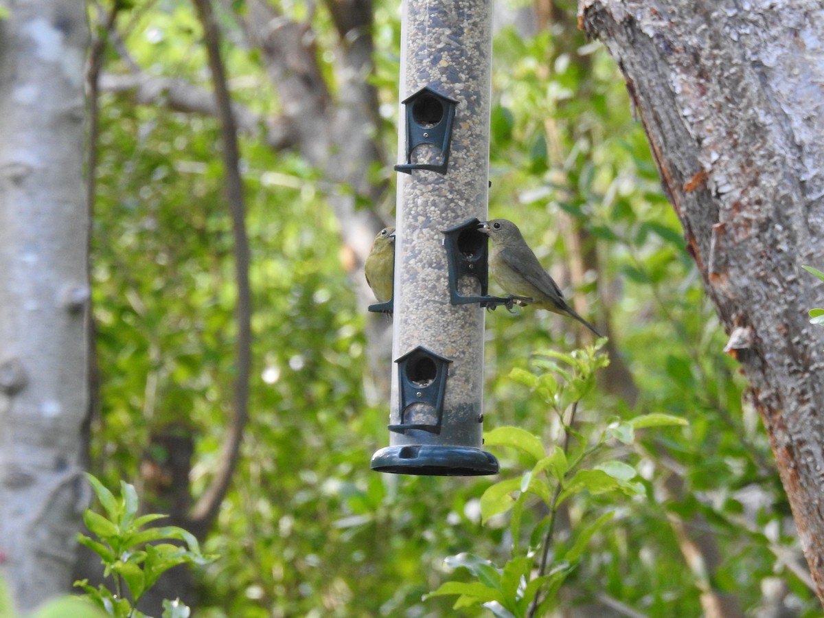 Painted Bunting - ML152179041