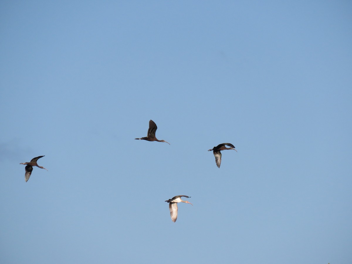 ibis hnědý - ML152179361