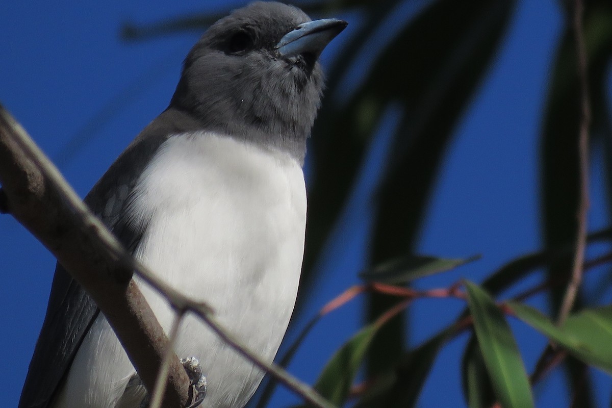 White-breasted Woodswallow - ML152181351