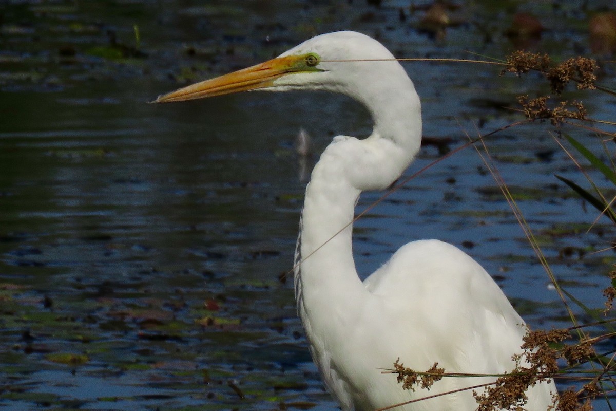 Great Egret - ML152181511