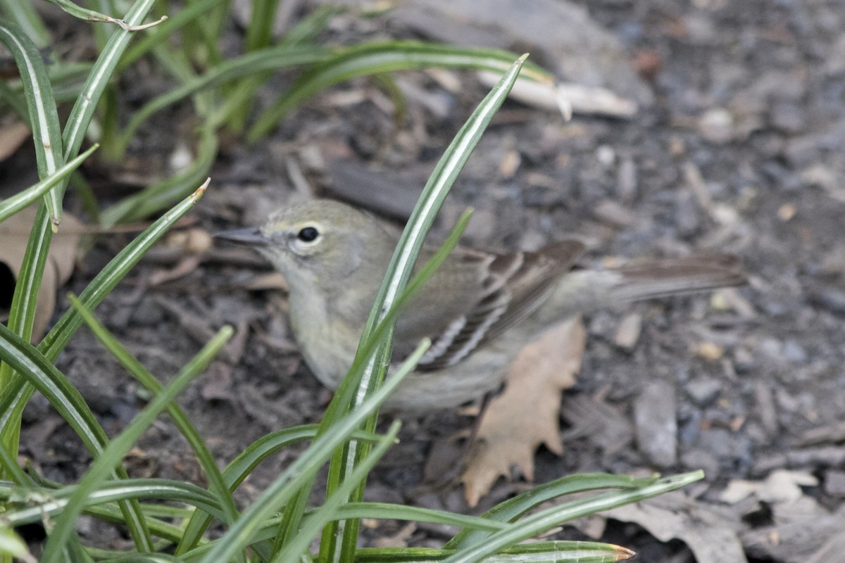 Pine Warbler - ML152181781