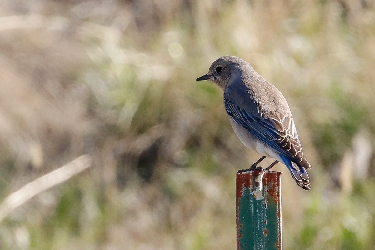 Mountain Bluebird - ML152182321