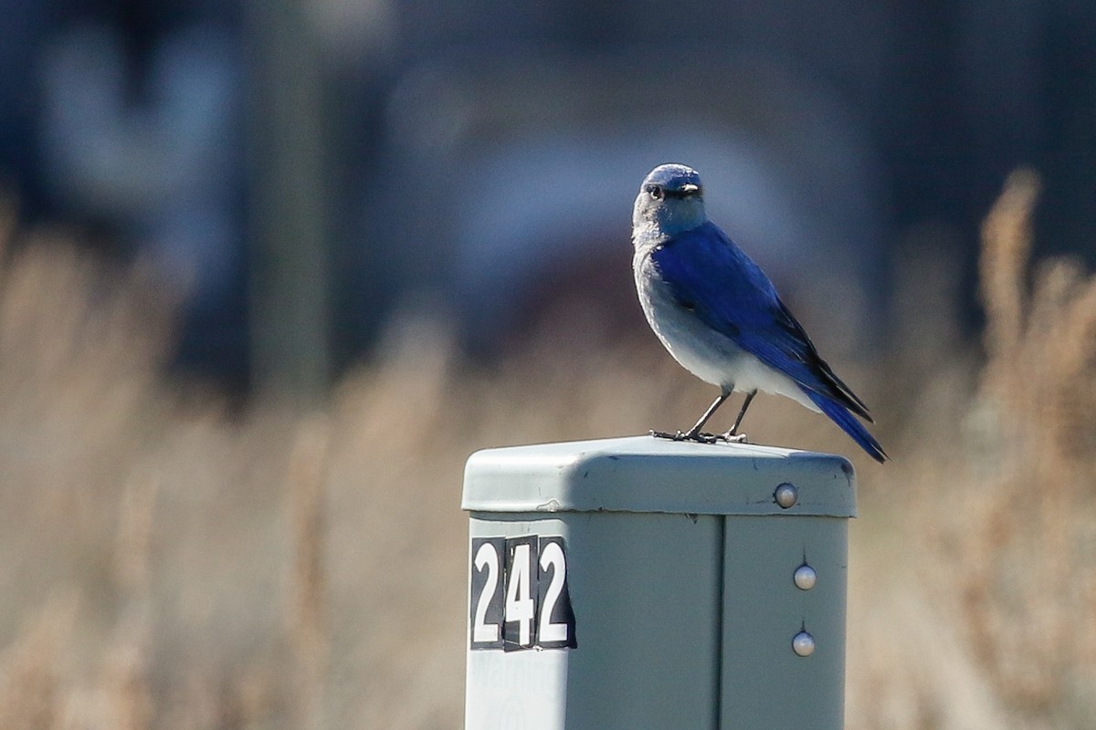 Mountain Bluebird - ML152182331