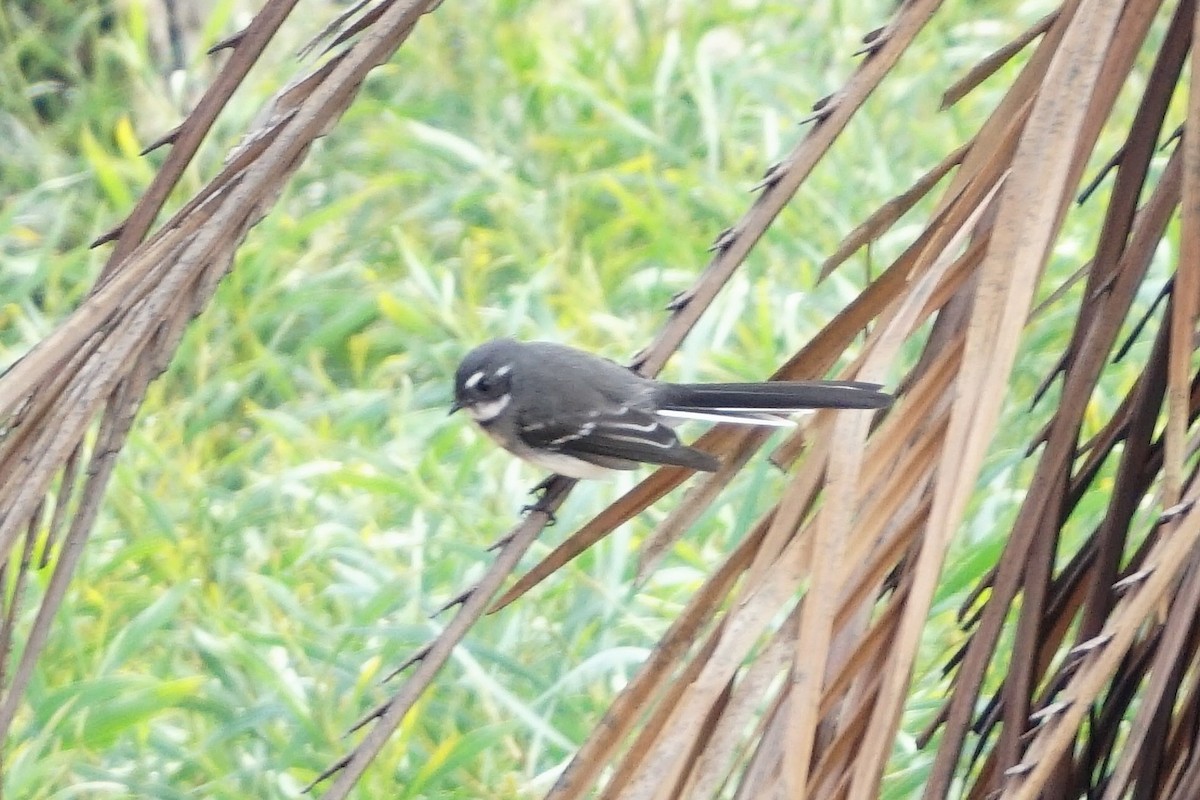 Gray Fantail (preissi) - ML152183281