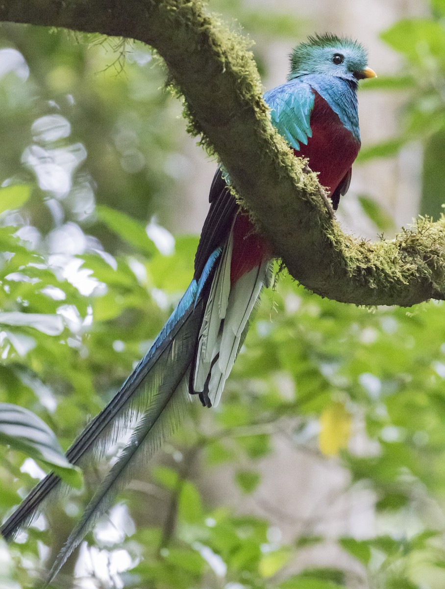 Resplendent Quetzal - ML152184651