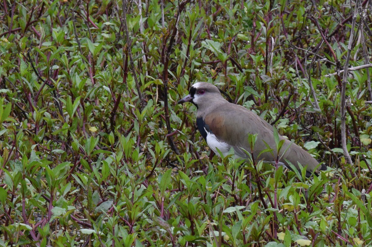 Southern Lapwing - ML152184951