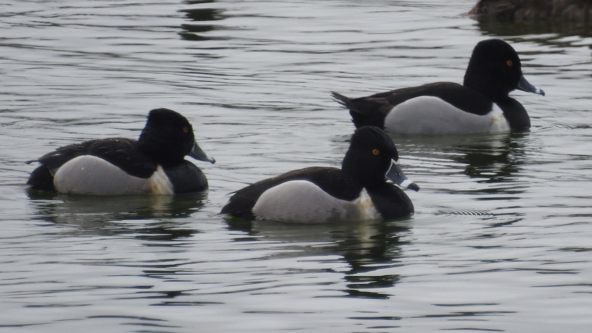 Ring-necked Duck - ML152185601