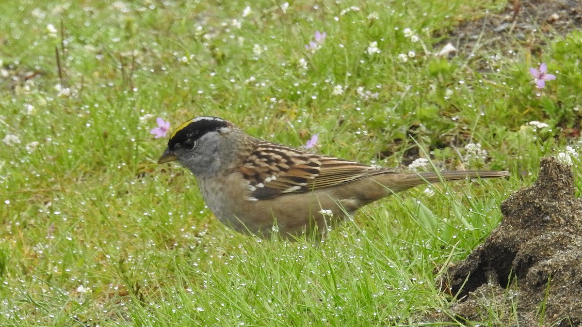 Bruant à couronne dorée - ML152185911