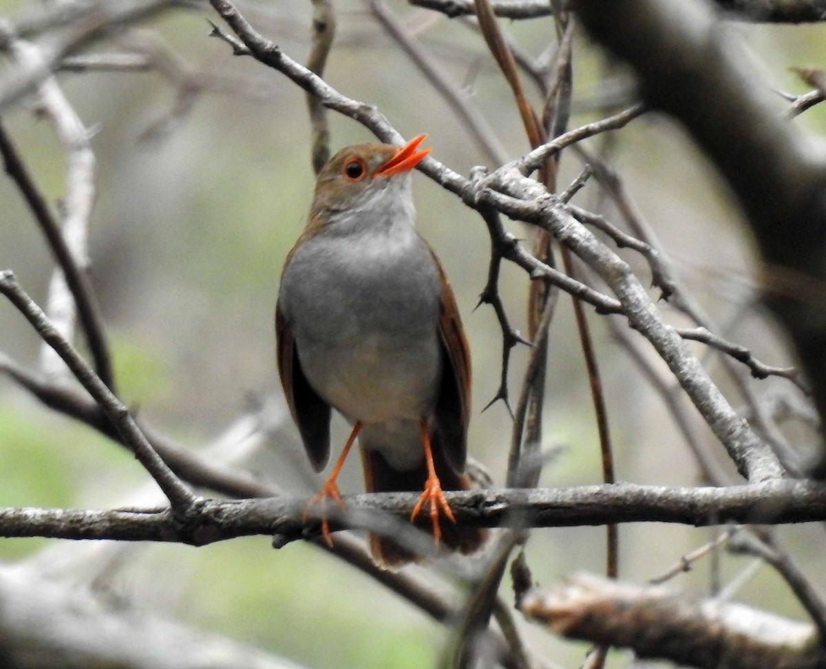 Orange-billed Nightingale-Thrush - Danilo Moreno