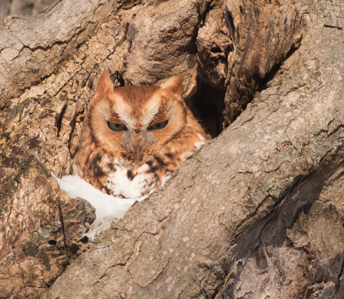 Eastern Screech-Owl - ML152186671