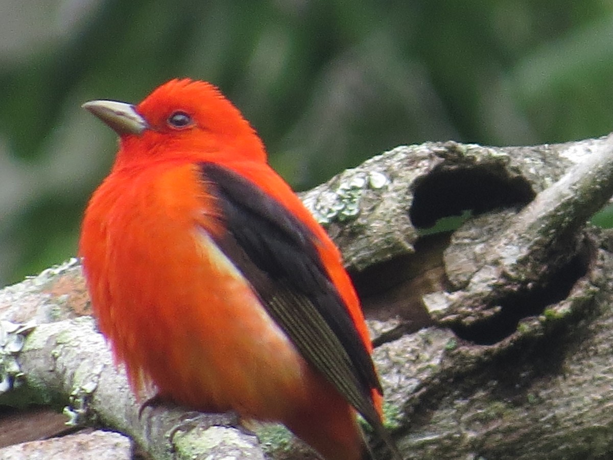 Scarlet Tanager - ML152186761