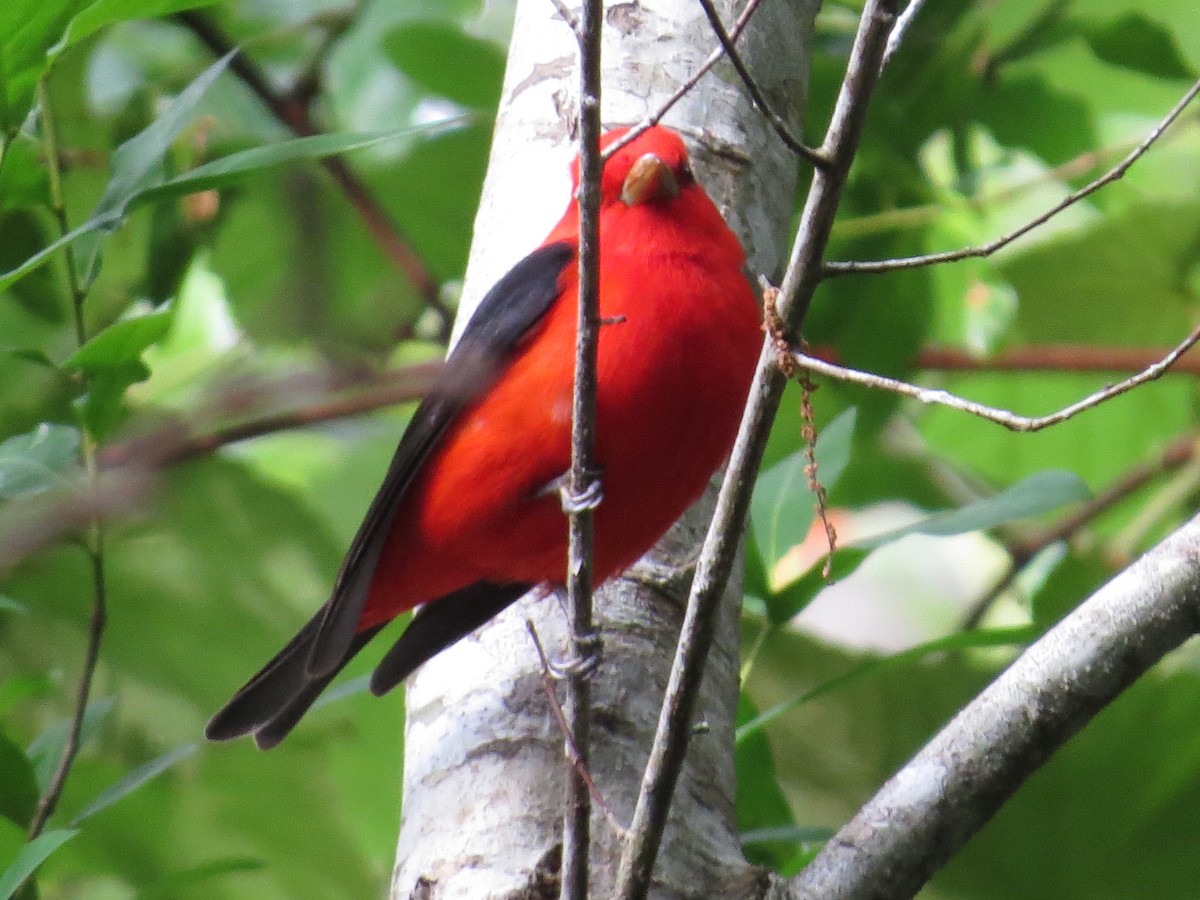 Scarlet Tanager - ML152186771