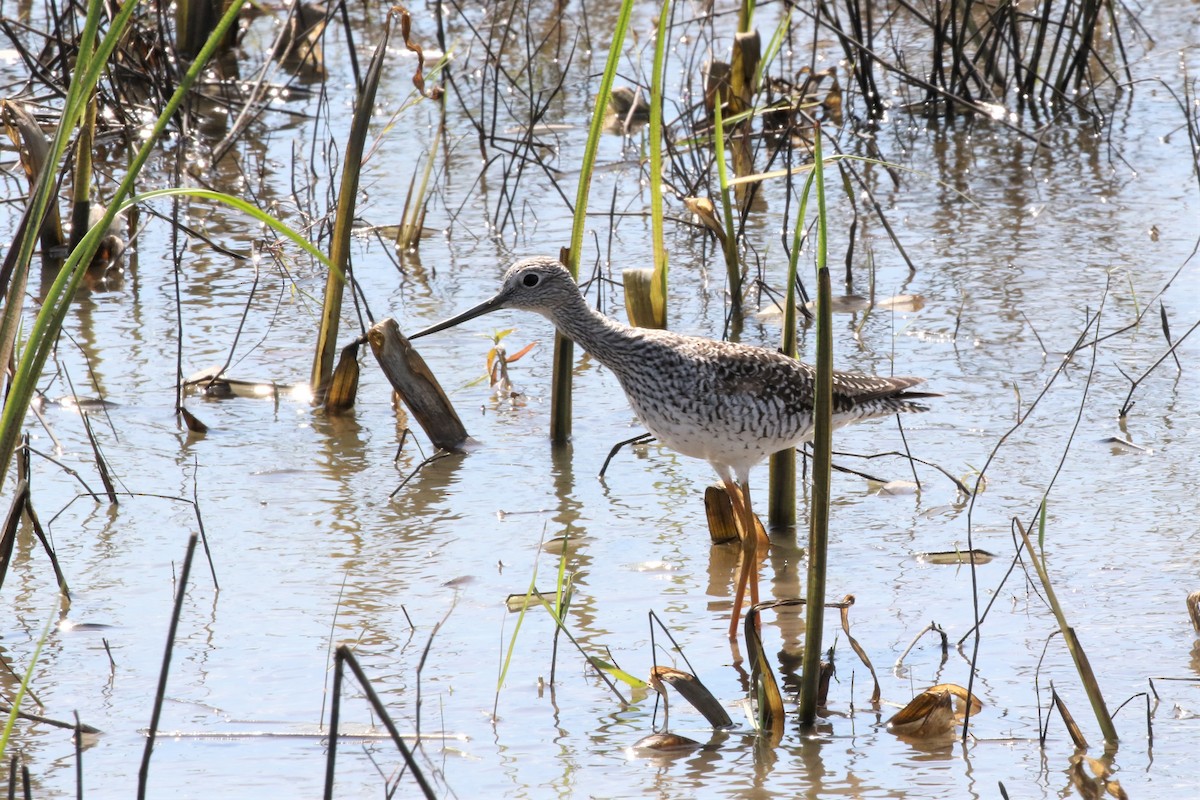 Greater Yellowlegs - ML152187621