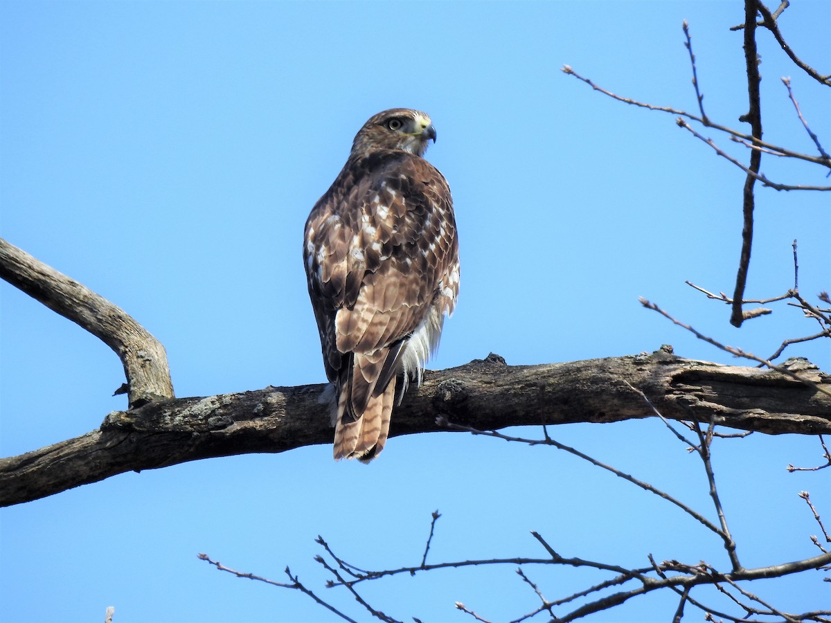 Red-tailed Hawk - ML152187751