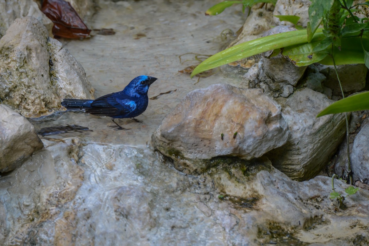 Blue Bunting - Erik Martin