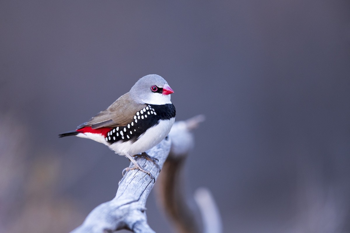 Diamond Firetail - Laurie Ross | Tracks Birding & Photography Tours