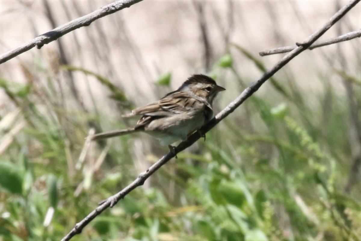 Clay-colored Sparrow - Bob Friedrichs