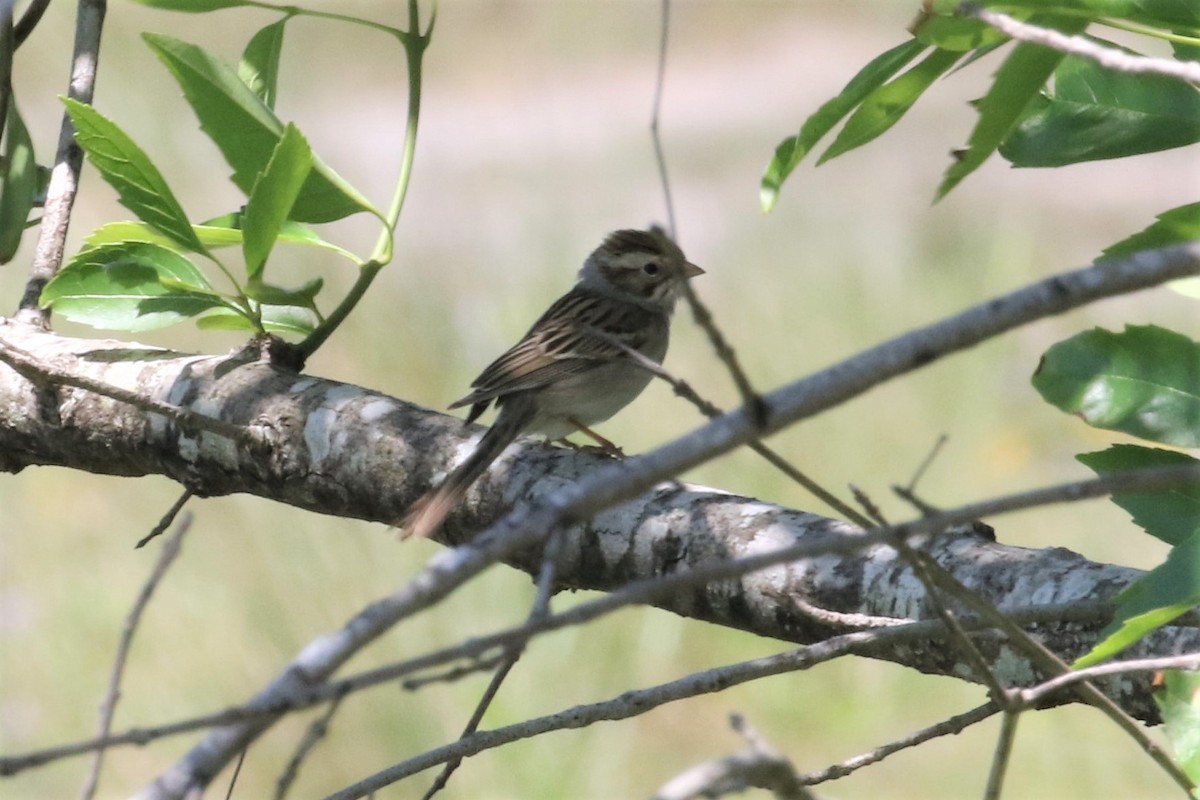 Clay-colored Sparrow - ML152188991