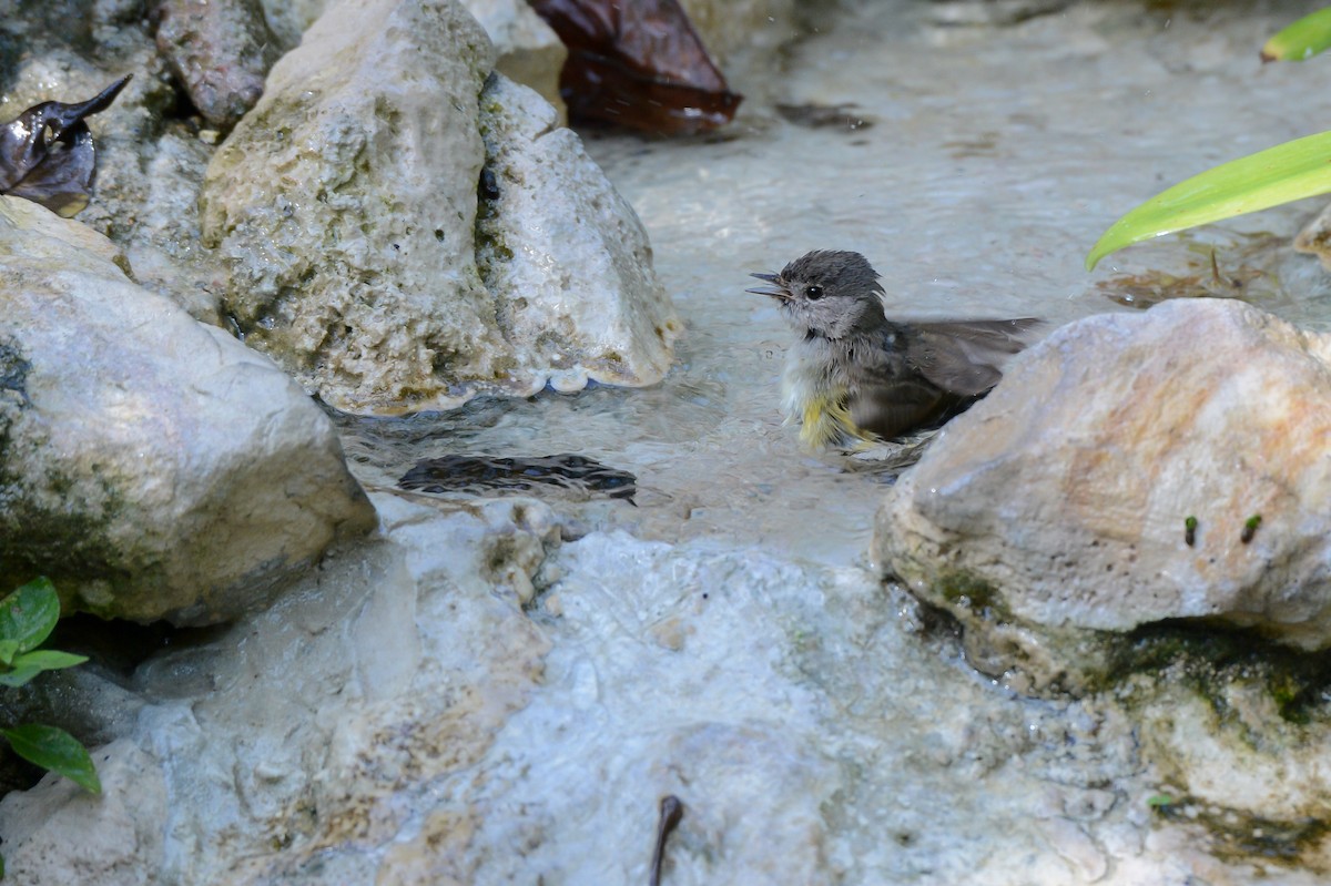 American Redstart - Erik Martin