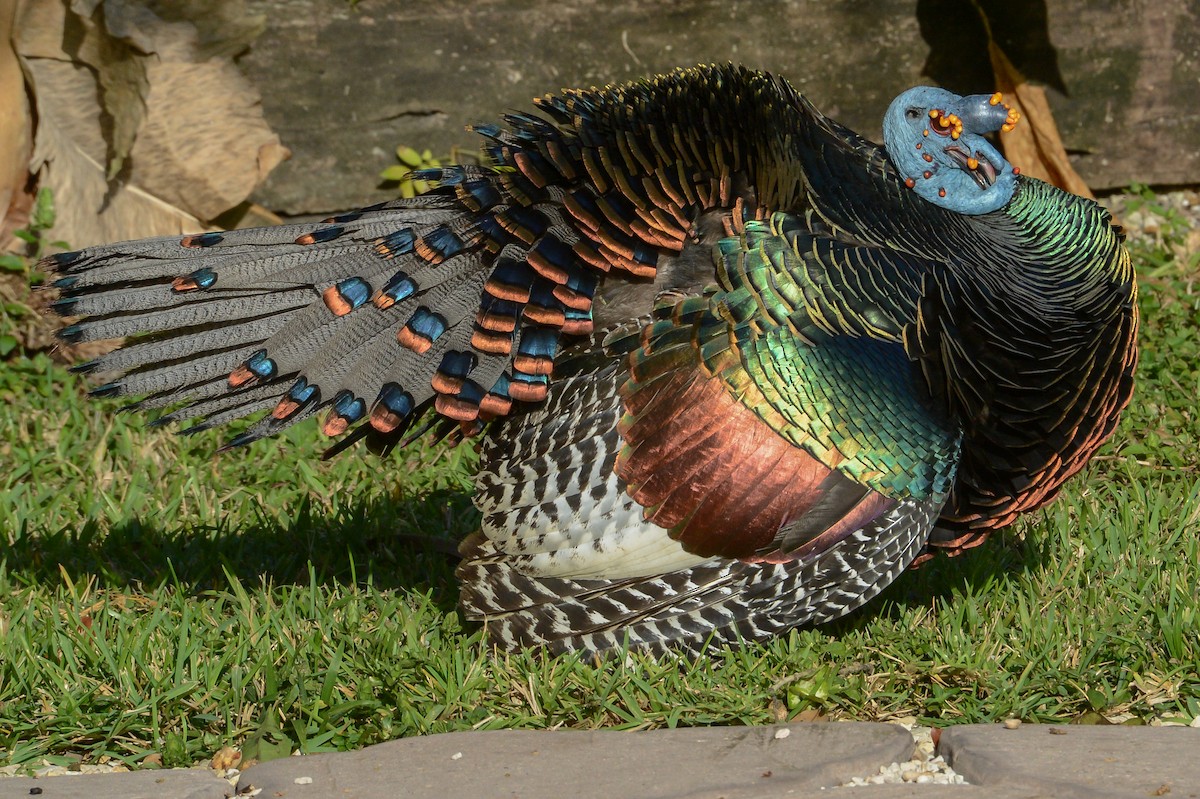 Ocellated Turkey - Erik Martin