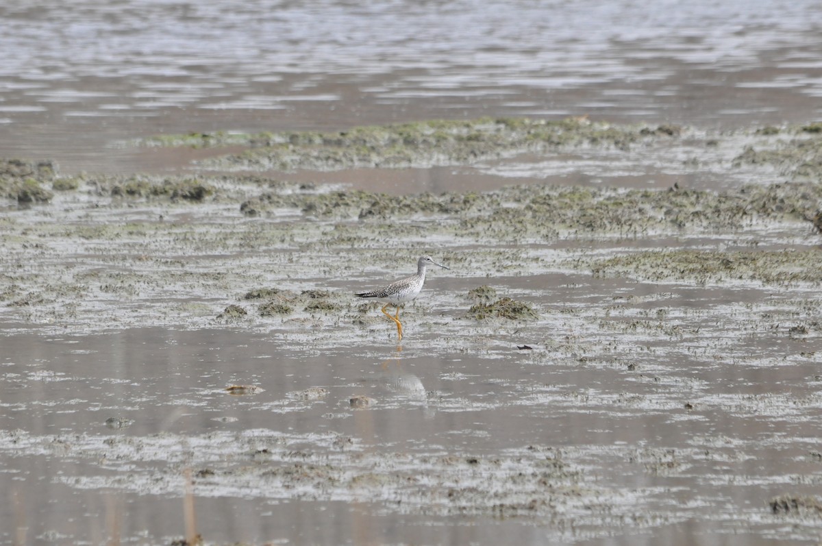 Greater Yellowlegs - ML152189601