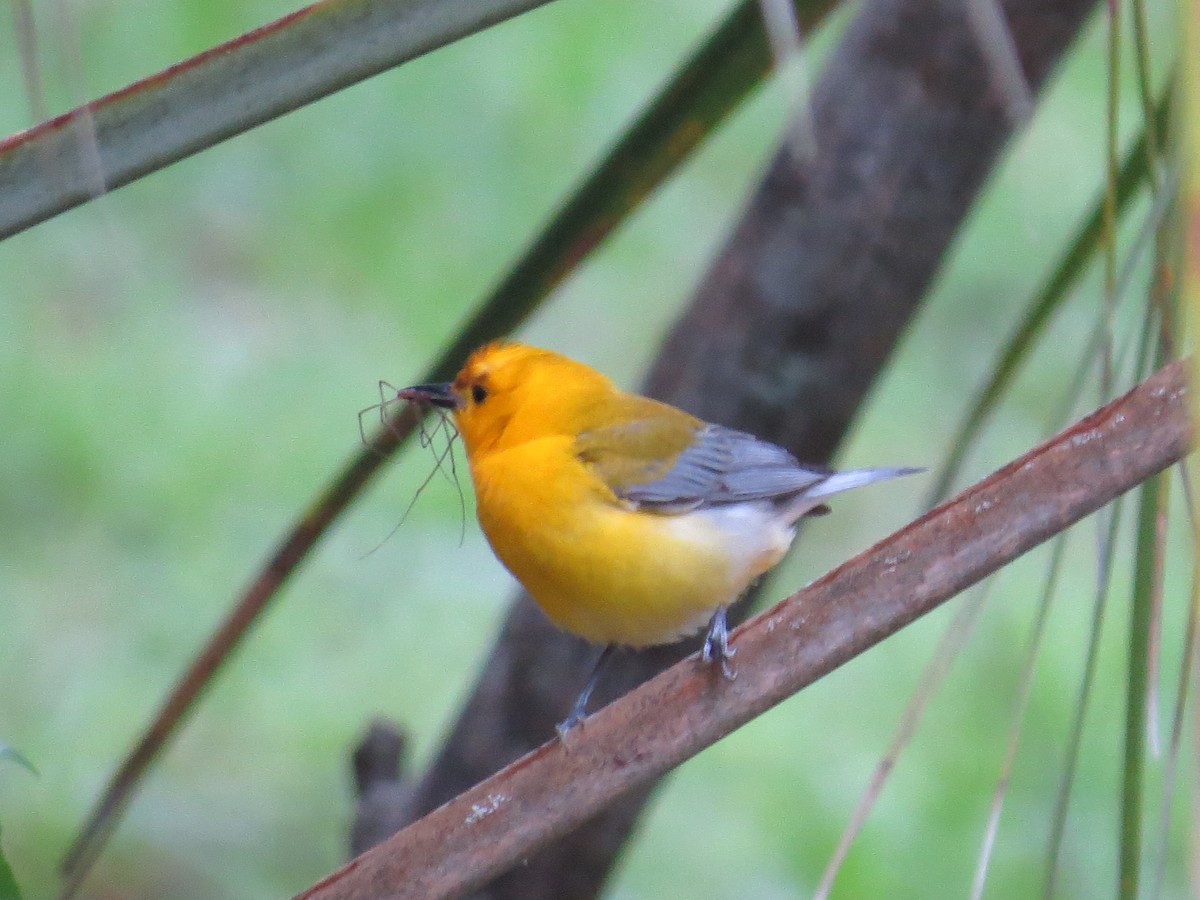 Prothonotary Warbler - Donald Fraser