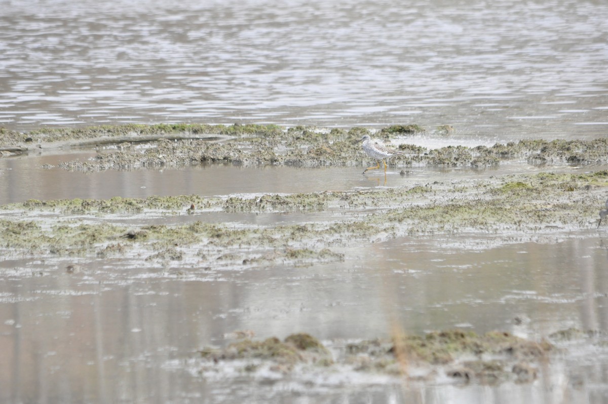 Greater Yellowlegs - ML152189741