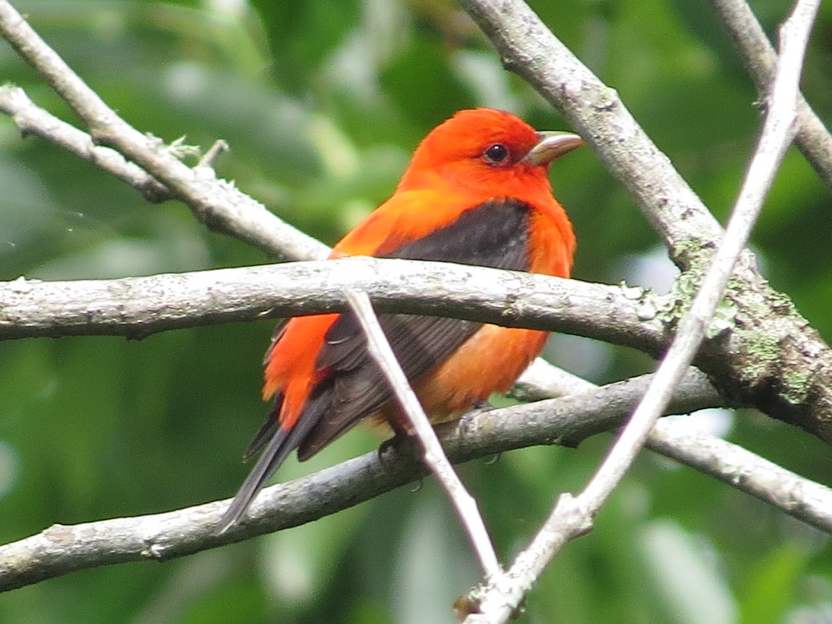 Scarlet Tanager - ML152189791