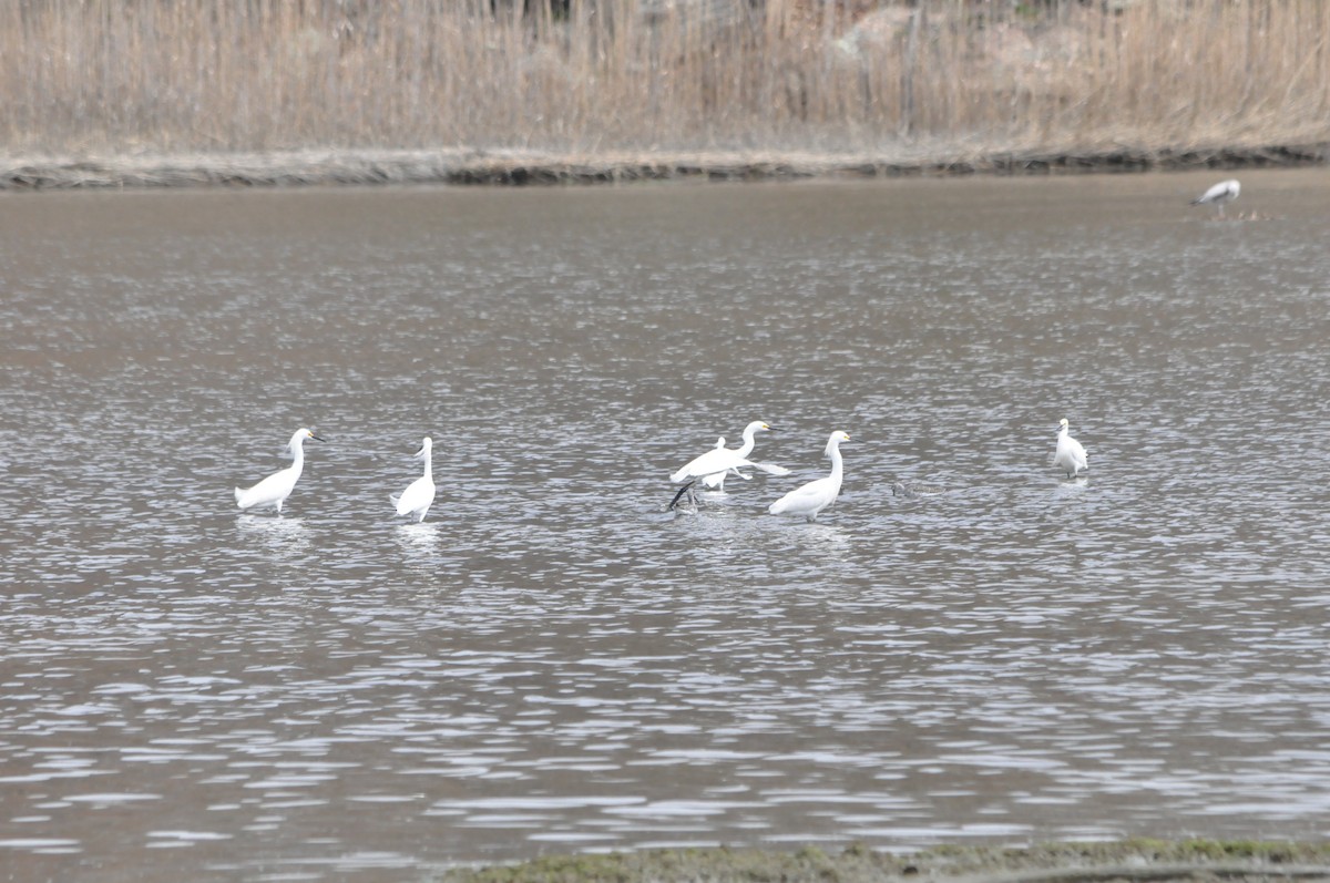 Snowy Egret - ML152189911