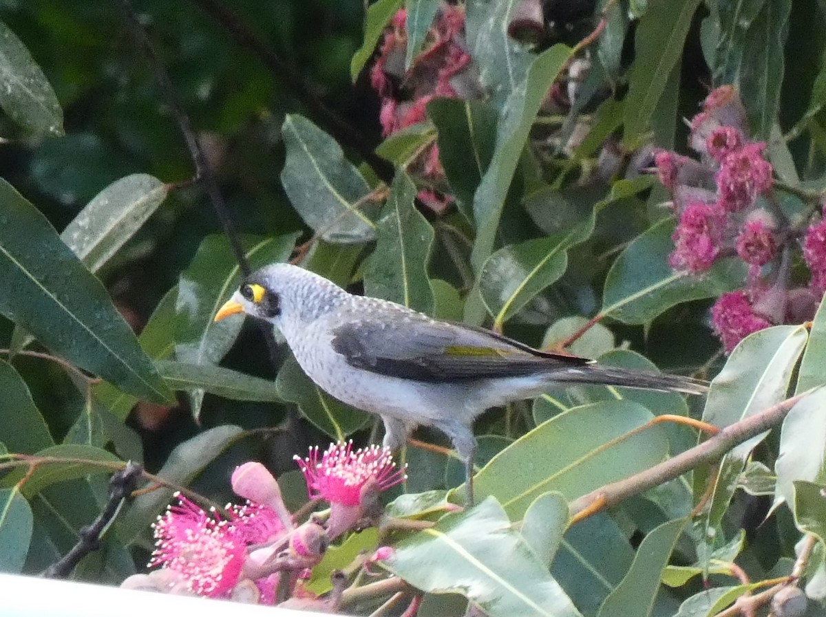 Noisy Miner - ML152189961