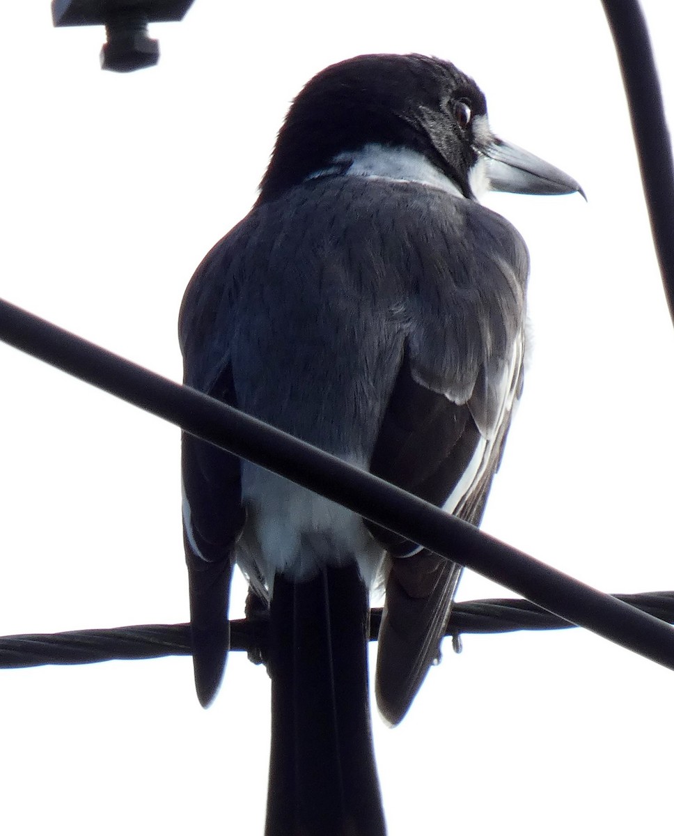 Gray Butcherbird - ML152190031