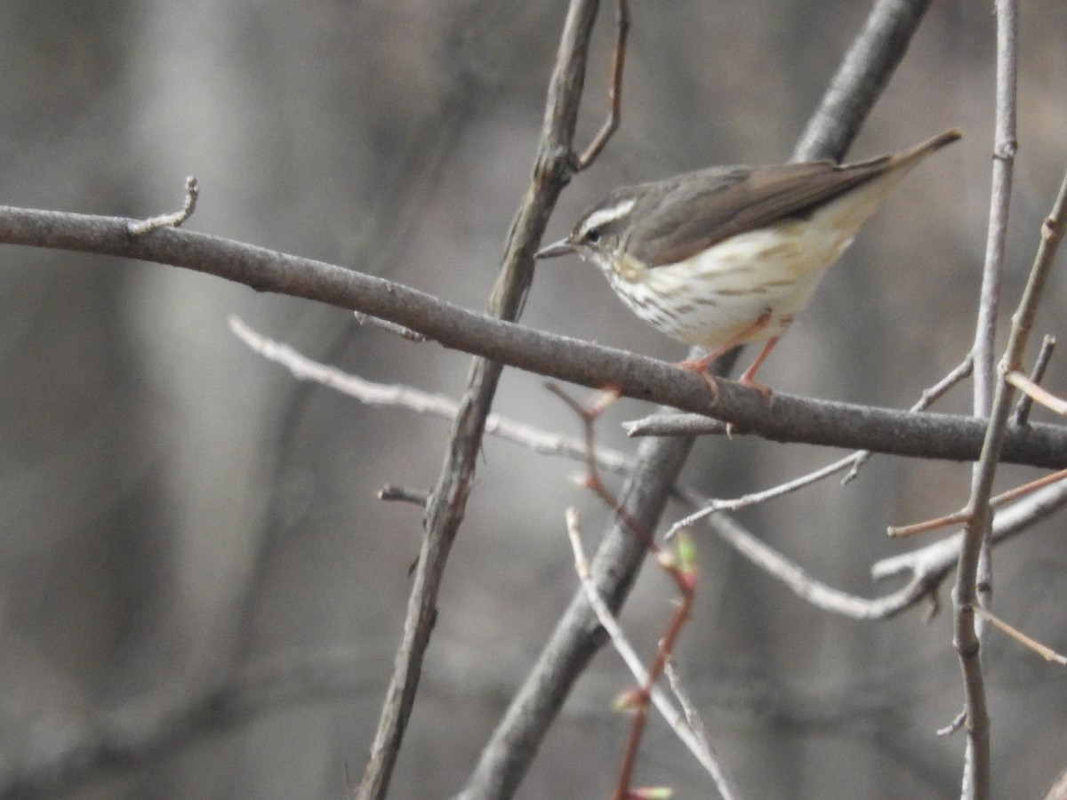 Louisiana Waterthrush - ML152190561