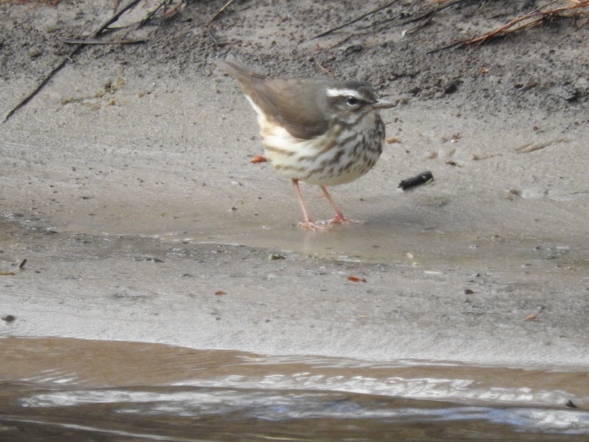 Louisiana Waterthrush - ML152190631