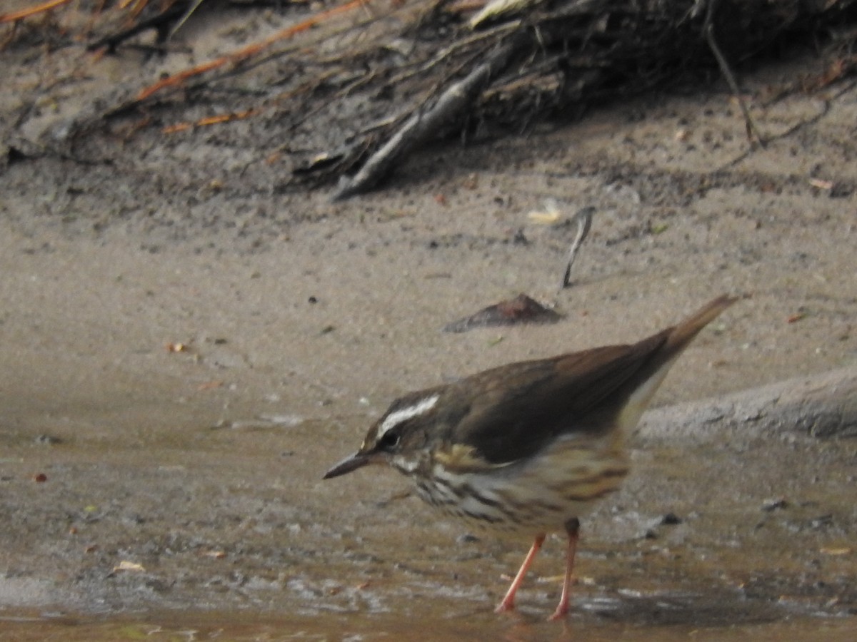 Louisiana Waterthrush - ML152190701