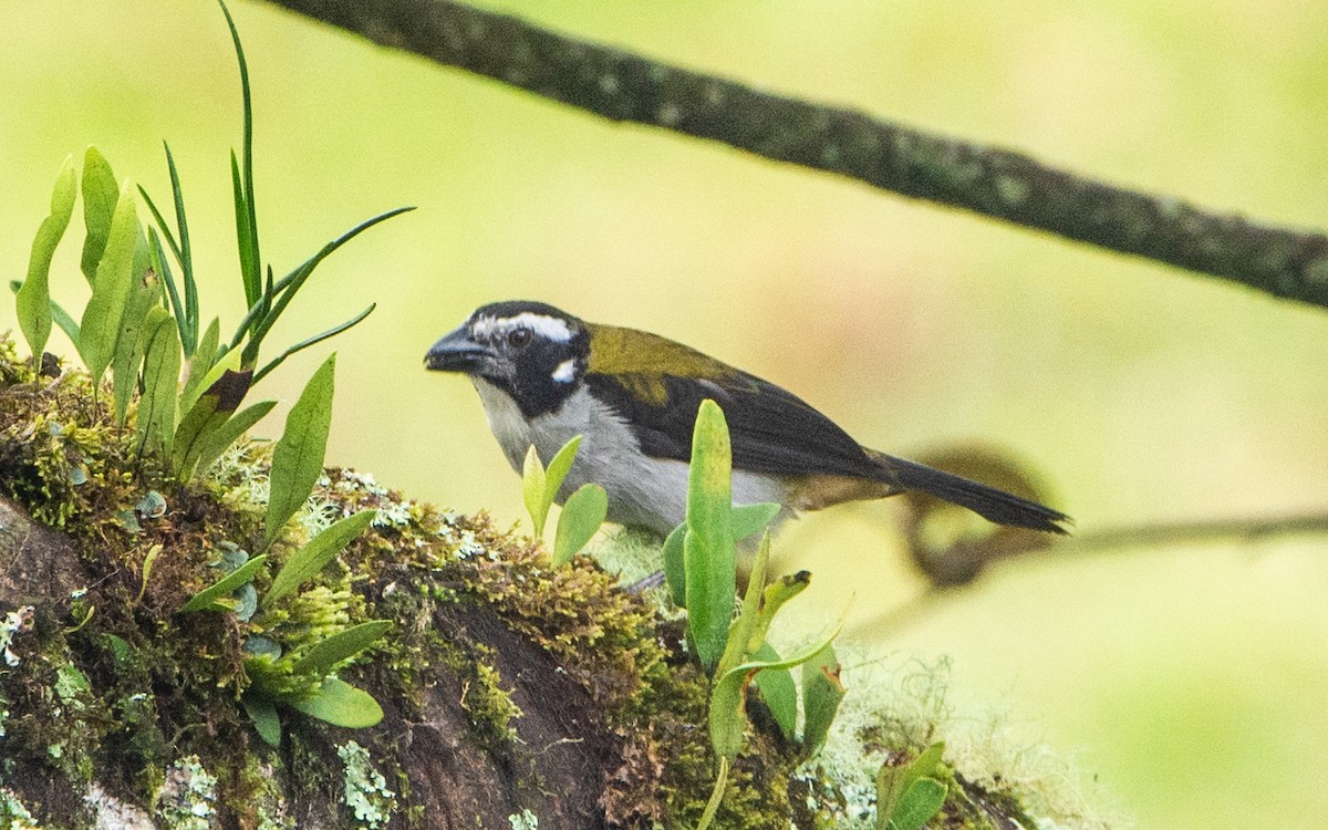 Black-winged Saltator - Alejandro Alzate Garces