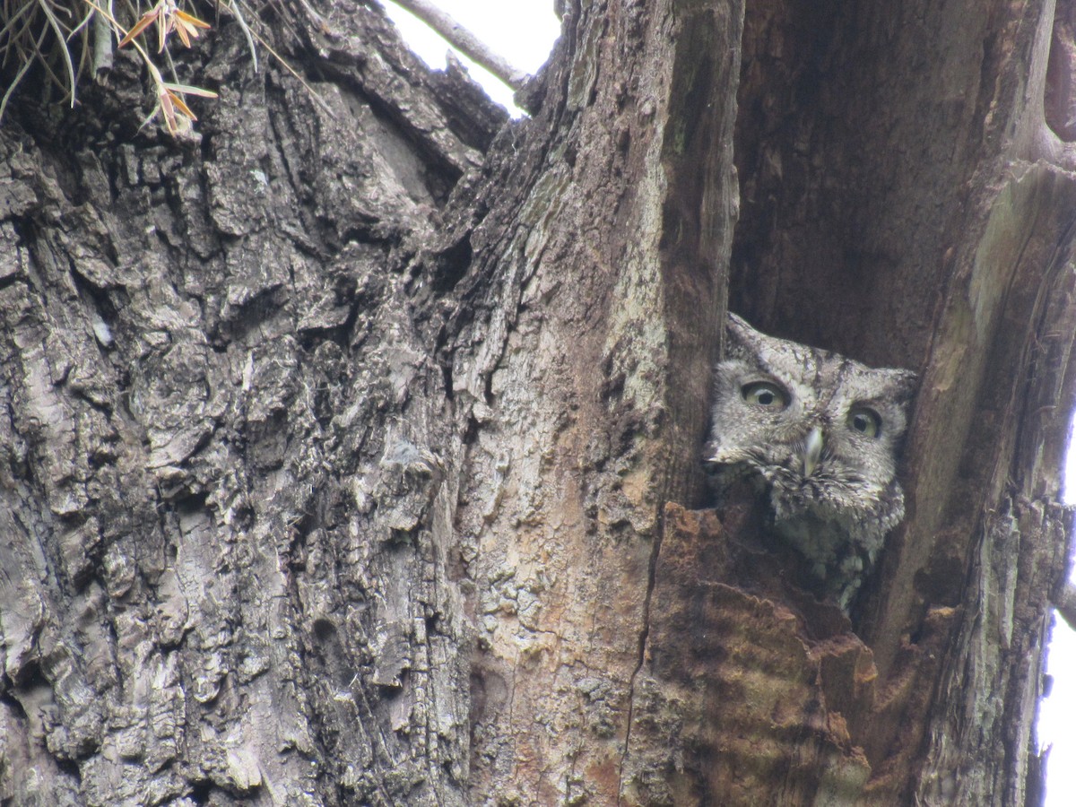 Eastern Screech-Owl - ML152191611