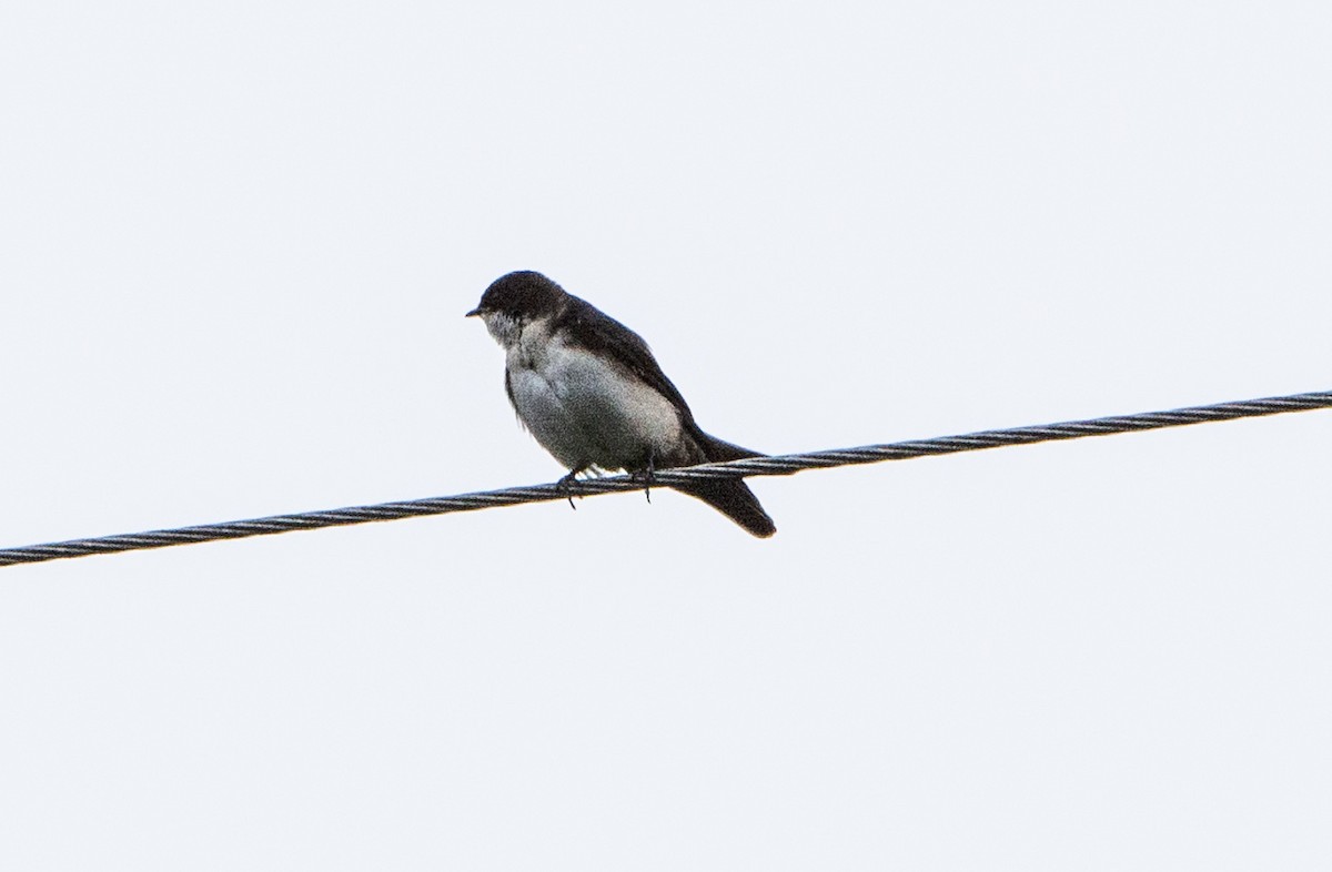 Blue-and-white Swallow - Alejandro Alzate Garces