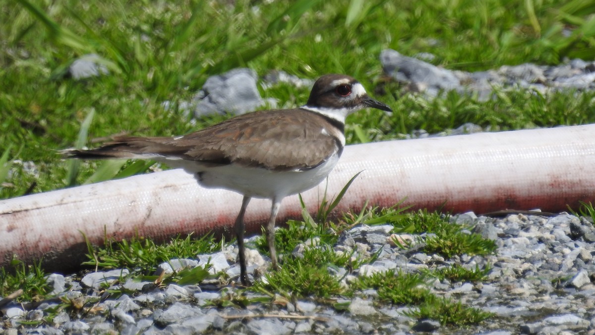 Killdeer - ML152192151